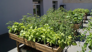 Un huerto en tu terraza. Las verduras de primavera (días 13 y 20 de abril)