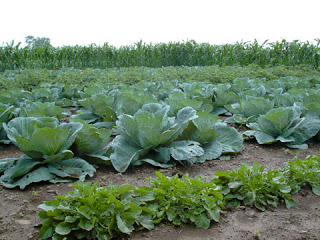 Principio de la agroecología y sus aplicaciones prácticas en agroecosistemas (jueves, 9 de mayo)