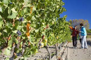 Vino y marcha nórdica (sábado, 6 de julio)