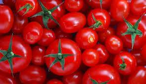 Degustación de tomates aragoneses en El Candelas (miércoles, 25)