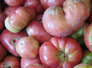 Concurso de tomates en el Urola (miércoles, 18 de septiembre)