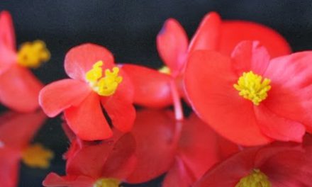 Taller de flores comestibles (sábados 1, 22 y 29 de marzo)