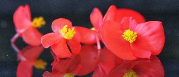 Taller de flores comestibles (sábados 1, 22 y 29 de marzo)