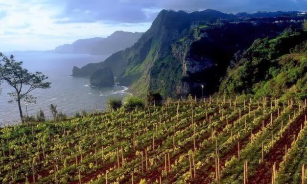 Cata de vinos de Madeira (sábado, 15)