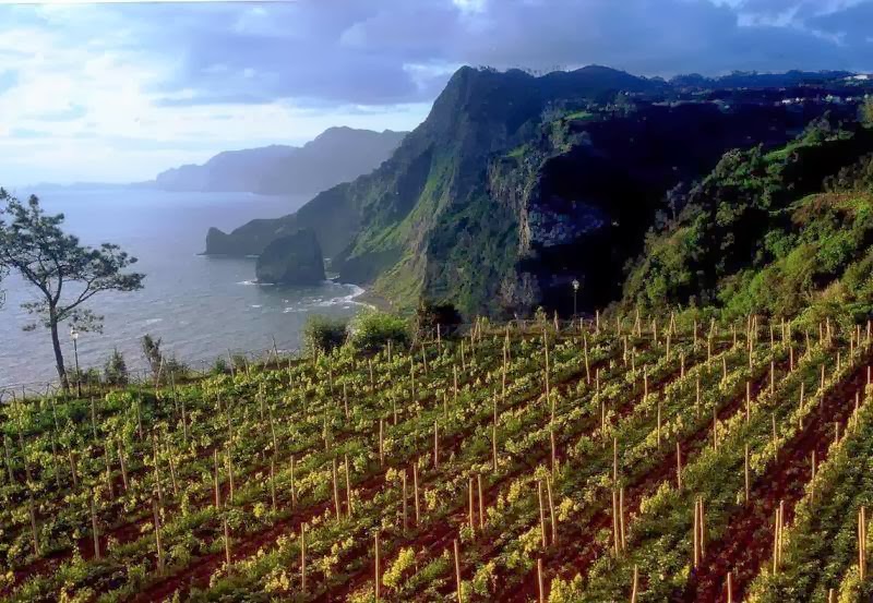 Cata de vinos de Madeira (sábado, 15)