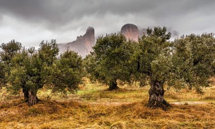 Exposición de fotografías sobre aceite (del viernes, 25 de abril al 11 de mayo)