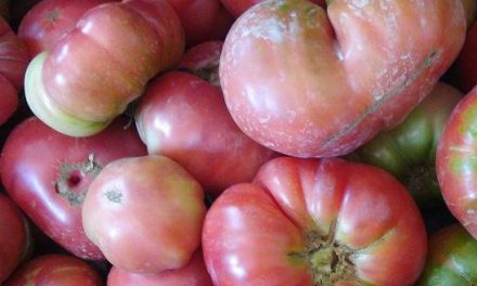 Cata Slow Food de tomates de Aragón (jueves, 4 de septiembre)