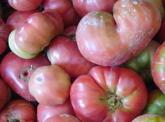 Cata Slow Food de tomates de Aragón (jueves, 4 de septiembre)