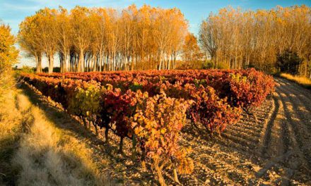 Copa gratuita de vino en La Garnacha (viernes, 19)