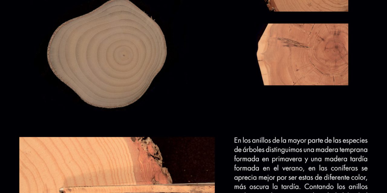 Exposición sobre los anillos de los árboles (hasta el 30 de octubre)