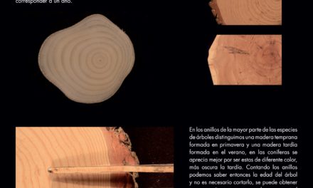 Exposición sobre los anillos de los árboles (hasta el 30 de octubre)