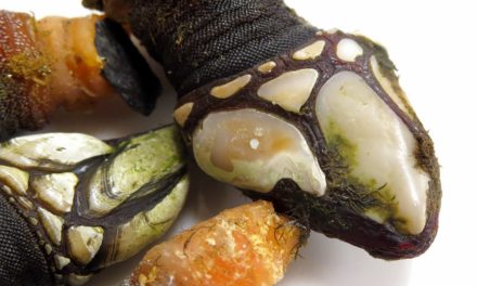 Gourmet Days en Tragantúa y Cabezudos con percebes (del 3 al 6)