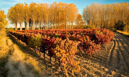 Jornada de vitivinicultura ecológica (miércoles, 3 de diciembre)