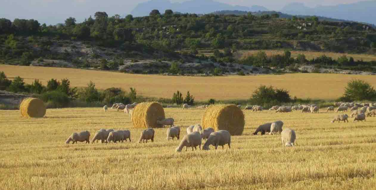 I Jornada de Agricultura y ganadería de montaña (sábado, 24)