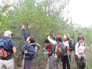 BISCARRUÉS. Ruta del madroño (sábado, 24)