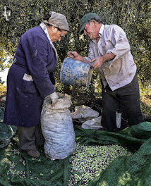 IV concurso fotográfico FotOleo, sobre el olivo y el aceite (hasta el 28 de febrero de 2016)