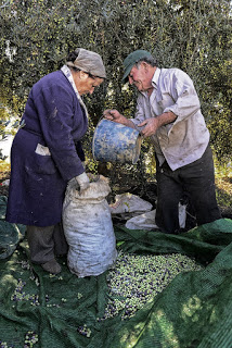 IV concurso fotográfico FotOleo, sobre el olivo y el aceite (hasta el 28 de febrero de 2016)