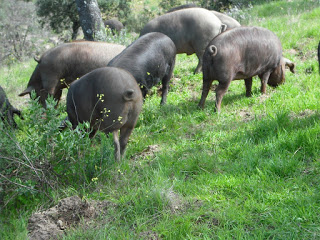 Cena cata con cerdo Coloryn y Anayón en La Parrilla Albarracín y +Albarracín (jueves, 26)