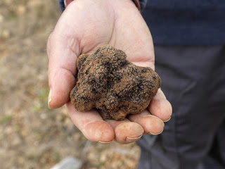 Curso de Cómo llegar al mercado con trufas de calidad (miércoles, 13 de abril)