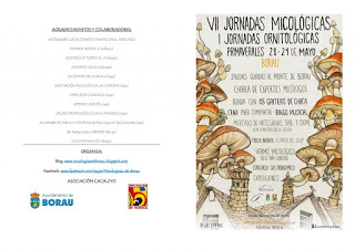 BORAU. VII Jornadas Micológicas Primaverales (28 y 29 de mayo)