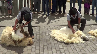 MEDIANA DE ARAGÓN. Feria de artesanía y concurso de esquileo de ovejas (sábado, 23)