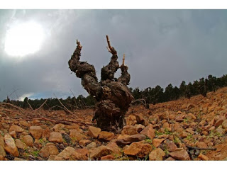 Cata de vinos jóvenes de Cariñena (jueves, 25)