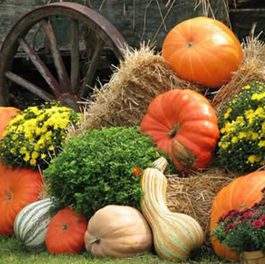 ARAGÓN CON GUSTO. Degustación de cremas de calabaza de la huerta de Zaragoza (sábado, 5)