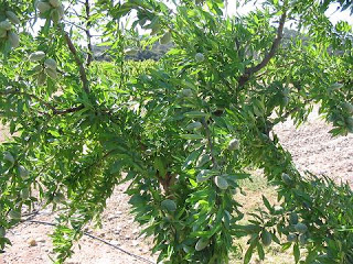 Curso “Expectativas del cultivo del almendro” (martes, 17)