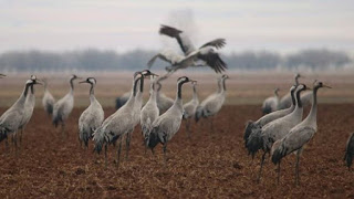 GALLOCANTA: Fiesta de la despedida de las grullas (sábado, 4, y domingo, 5)