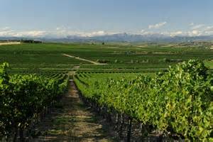 Degustación de vinos D.O. Somontano en VINOS BOTICA (sábado, 27)
