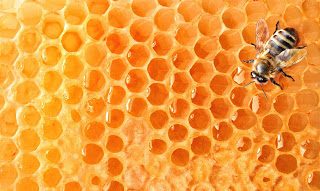 Charla sobre las abejas (miércoles, 27)