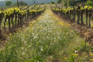 Degustación de vinos ecológicos (viernes, 2)