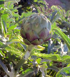 Taller y cena-degustación de verduras de temporada en ABSINTHIUM (miércoles, 25)