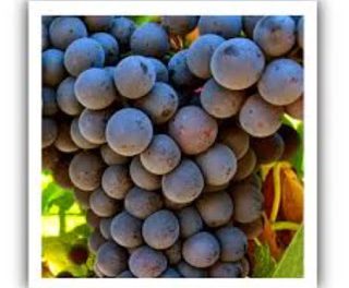Degustación de vinos jóvenes de garnacha (viernes, 20)