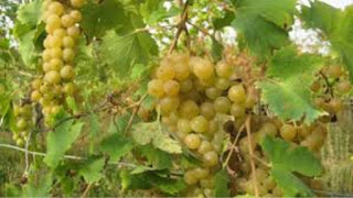 Degustación de vinos de malvasía (sábado, 19)