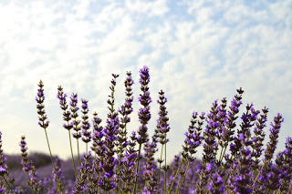 Concurso de fotografía de lavanda (hasta el domingo, 5 de agosto)