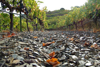 Degustación de vinos de mencía (viernes, 13)