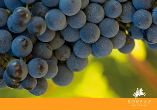 BORJA. Bodegas Borsao celebra el Día internacional de la garnacha (Viernes, 21)