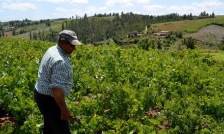 Degustación de vinos de vignerons (viernes, 30)