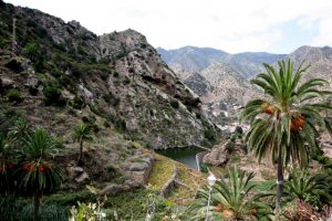 Vinos de Canarias