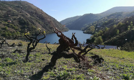 Degustación de vinos de variedades en peligro de extinción (viernes, 7)