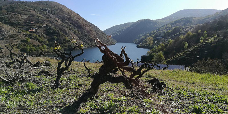 Degustación de vinos de variedades en peligro de extinción (viernes, 7)