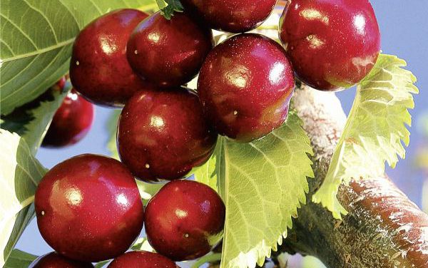 Revista Gastro Aragón 58: Tiempo de cerezas.