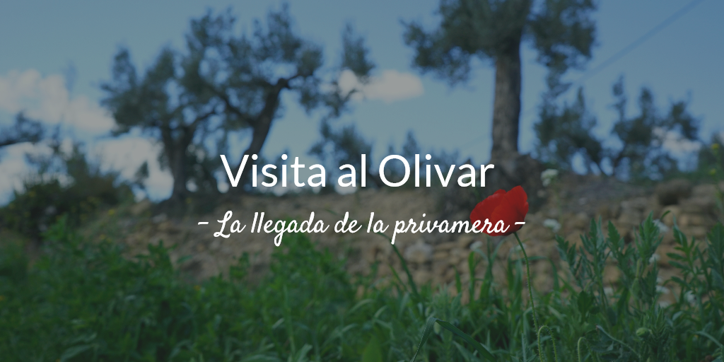 apadrina un olivo visita-olivar_primavera