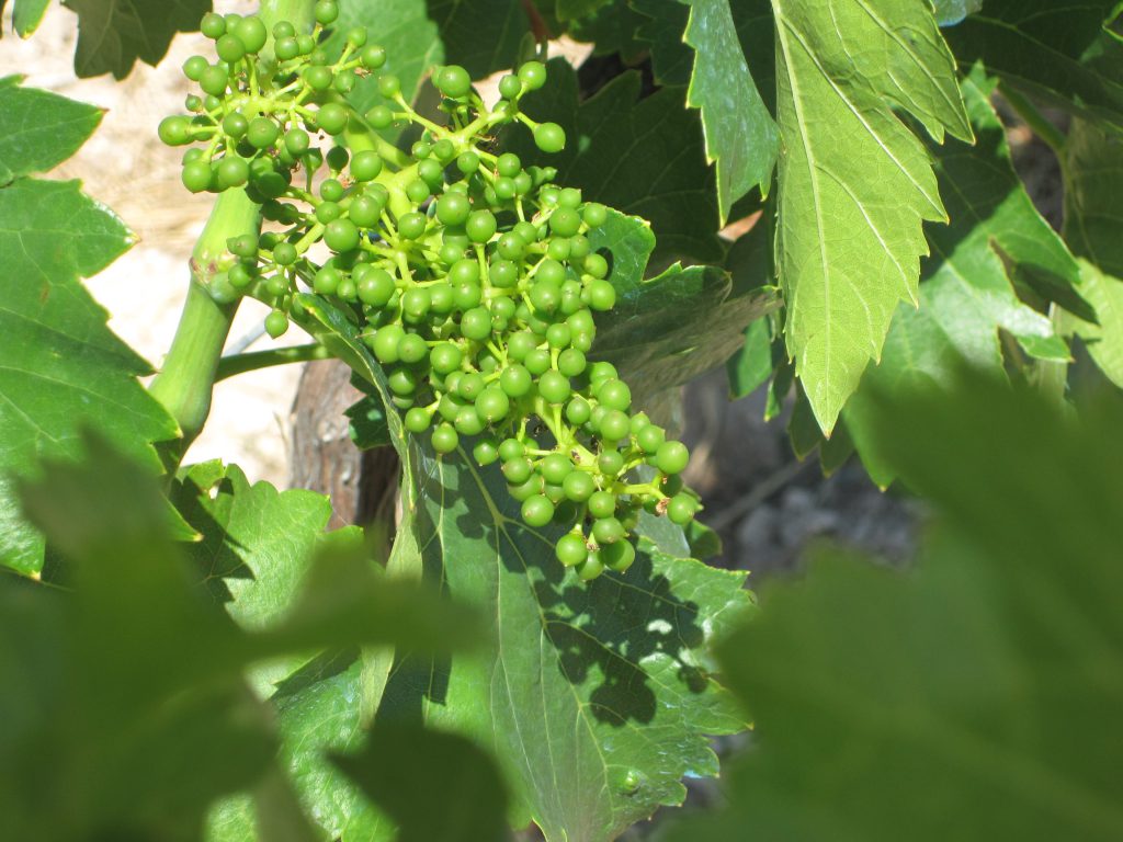 Estado de la uva a mediados de julio. FOTO: Cortesía DOP Calatayud