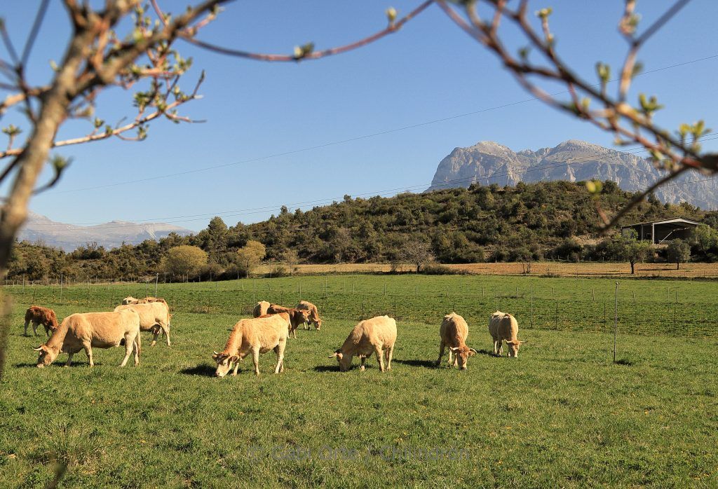 Vacas Pirineo GOC