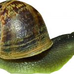 LA CARACOLERA. Tomates para todos los gustos