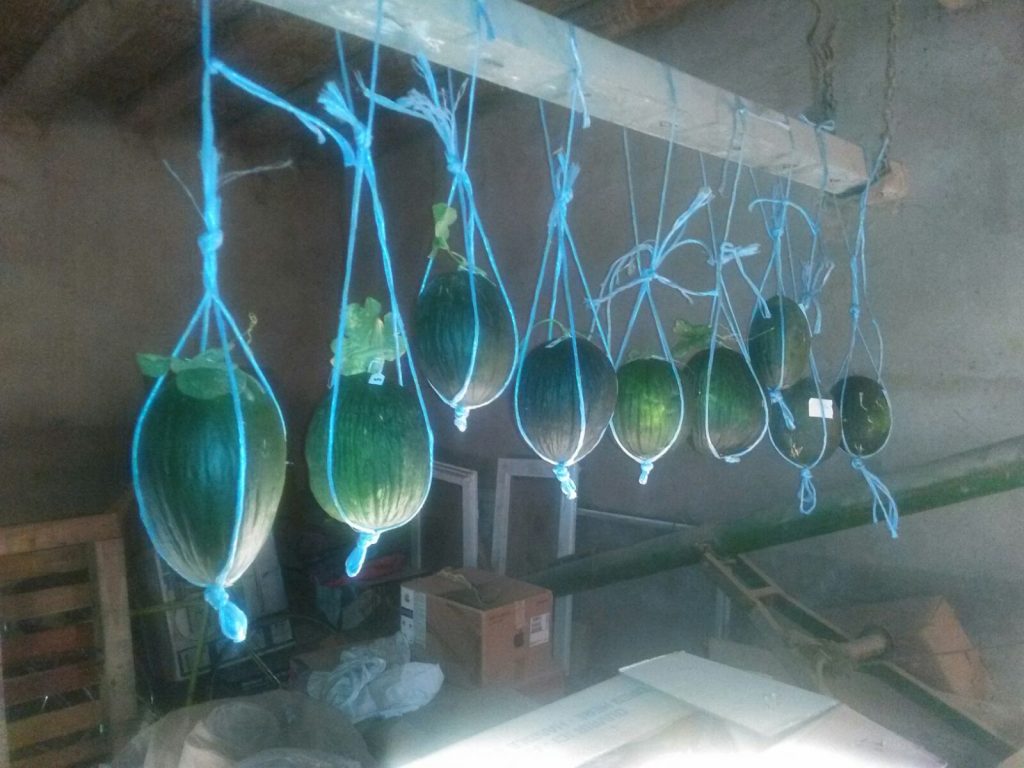 melones colgados AMP-LLA