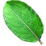 LA HOJA VERDE. Microbiota