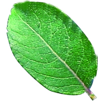 LA HOJA VERDE. Efecto mariposa